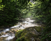 Upstream For Norwayrapids